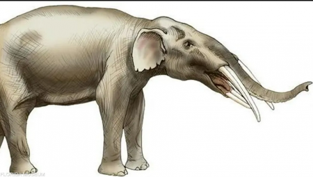 العثور على مقبرة لأجداد الفيلة